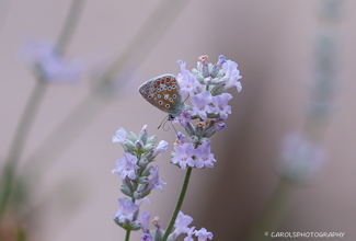 COMMON BLUE (Polyommatus icarus)